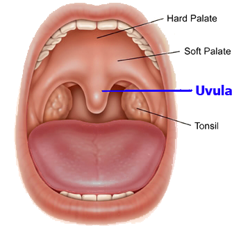 dangly thing in back of throat called